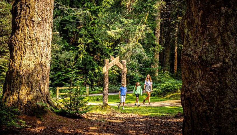 Tall Trees Trail